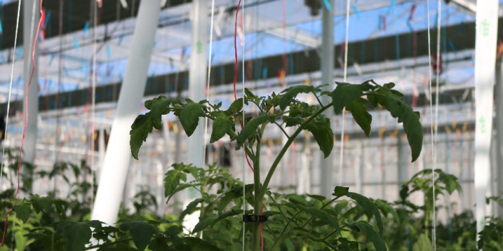 tomaat plant