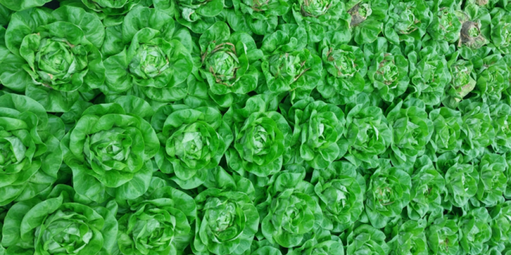 Hydroteelt van kropsla
