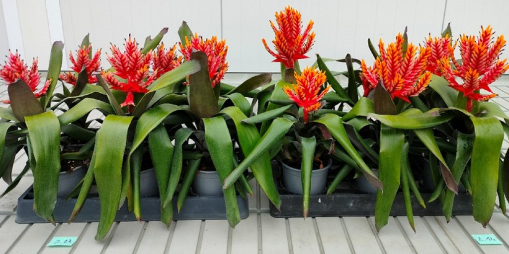 Aechmea