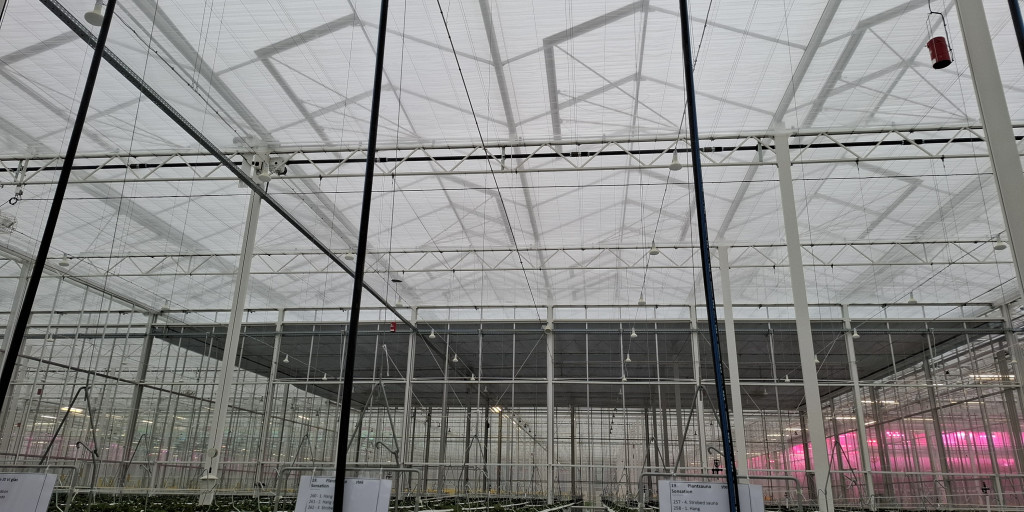 Onderzoek in de aardbeienserre van Proefcentrum Hoogstraten naar energiebesparing met een dubbel schermsysteem. De combinatie van een transparant en een niet-transparant scherm leverde 7% energiewinst op, maar had ook invloed op de vruchtkwaliteit.