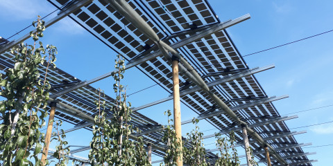 Agrivoltaics pêren