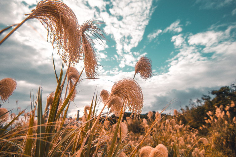 Miscanthus