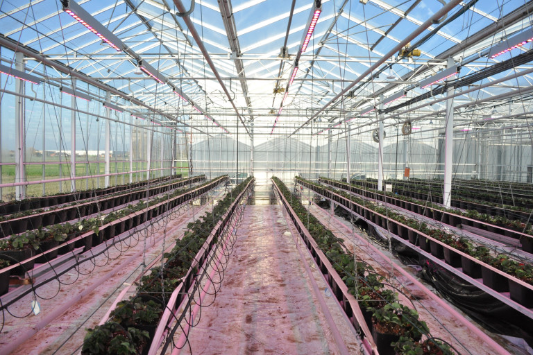 BZG Agrotopia Aardbeibelichting