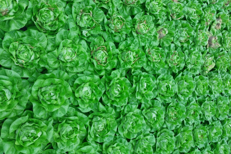 Hydroteelt van kropsla