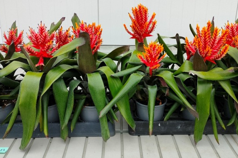 Aechmea