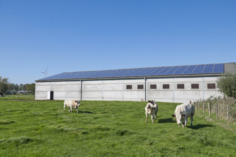 koeien in de wei met op de achtergrond zonnepanelen op dak van de stal