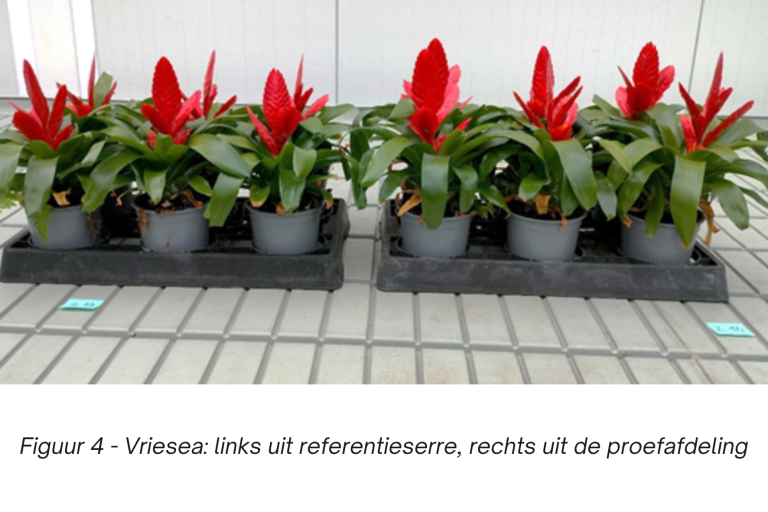 Proef Bromelia Vriesea