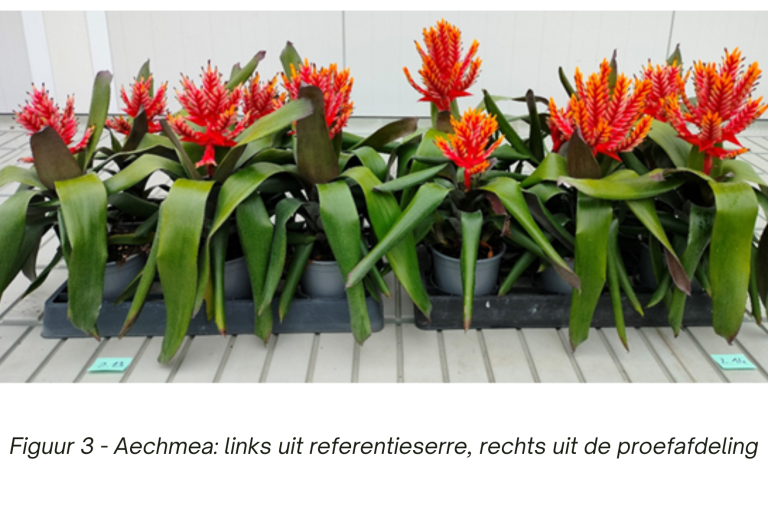 Proef bromelia Aechmea links (referentieserre) is kleiner dan rechts (proefafdeling)