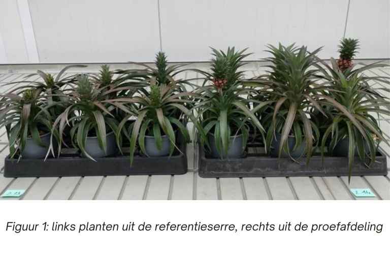 Proef bromelia Ananas