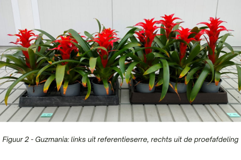 Proef bromelia guzmania