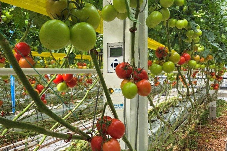 groene tomaten aan de plant