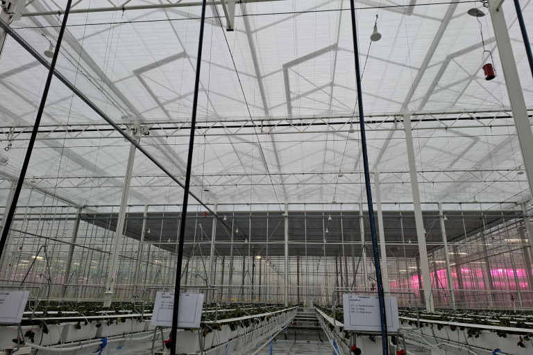 Onderzoek in de aardbeienserre van Proefcentrum Hoogstraten naar energiebesparing met een dubbel schermsysteem. De combinatie van een transparant en een niet-transparant scherm leverde 7% energiewinst op, maar had ook invloed op de vruchtkwaliteit.