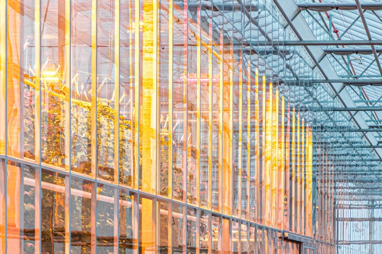 planten met warm licht in serre