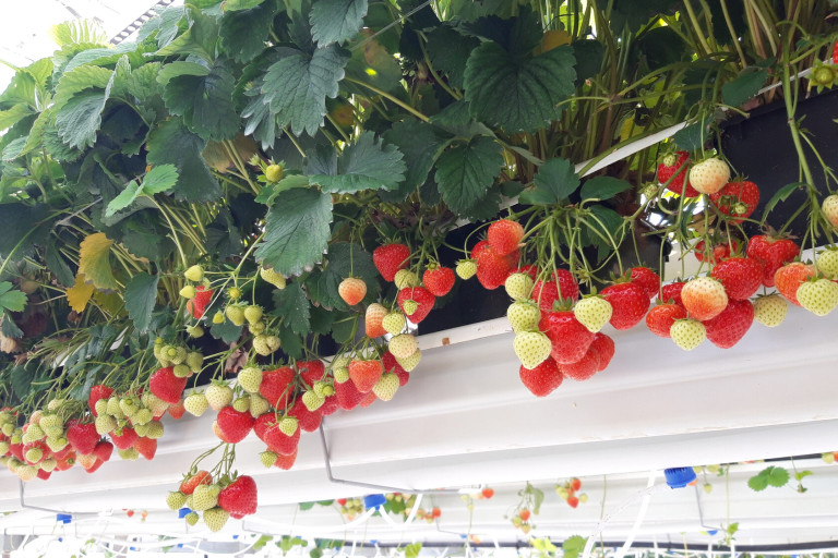 Aardbeien (rijp en onrijp) hangen op dragers