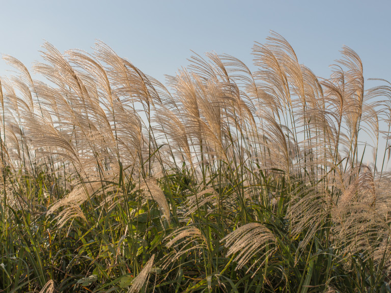 Miscanthus