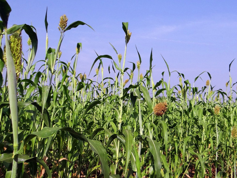 sorghum